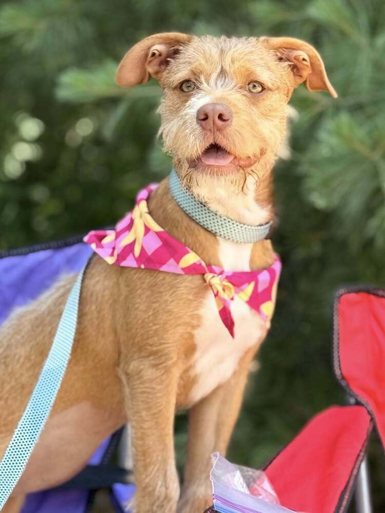 Nala