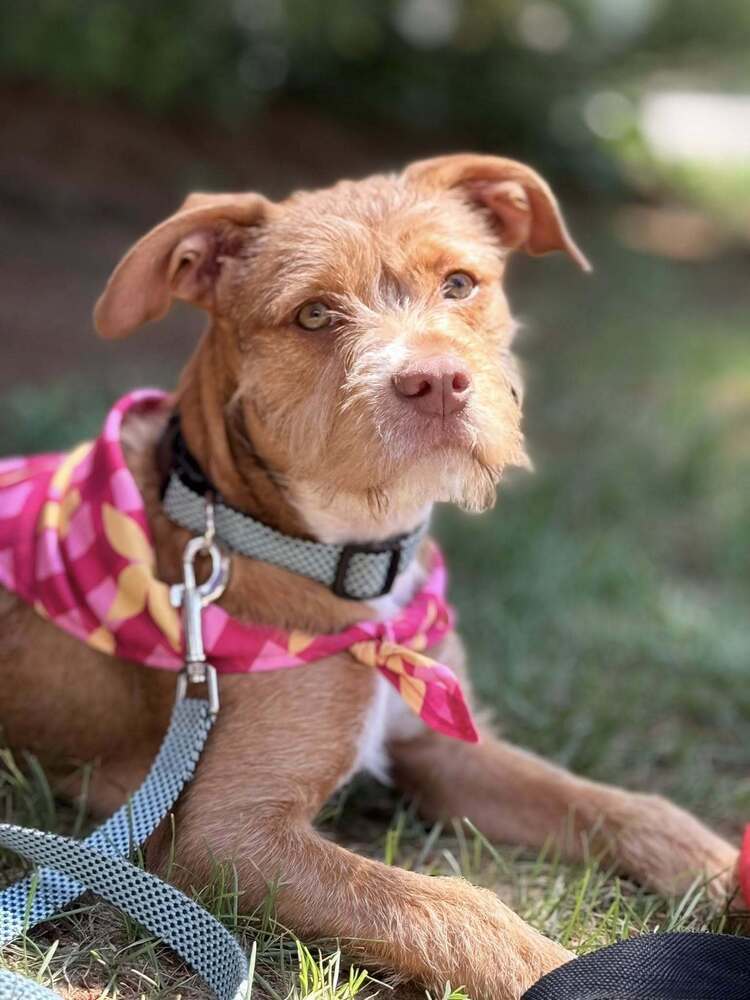 Nala