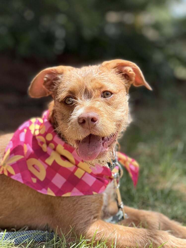 Nala