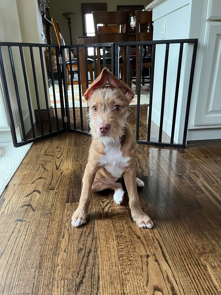 Nala