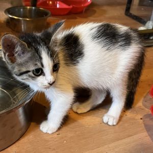 Anna, Baby Female Domestic Short Hair