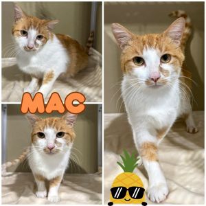 Mac, Adult Male unknown