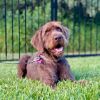 Milo McFluffy photo 1