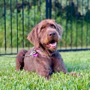 Milo McFluffy, Adult Male Mixed Breed