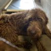 Milo McFluffy photo 2