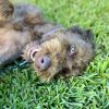 Milo McFluffy photo 5