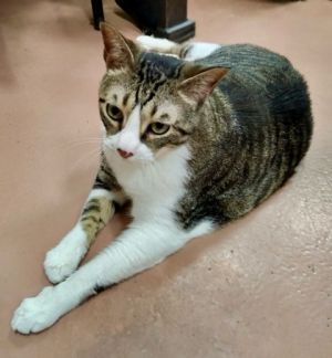 Duke, Baby Male Domestic Short Hair