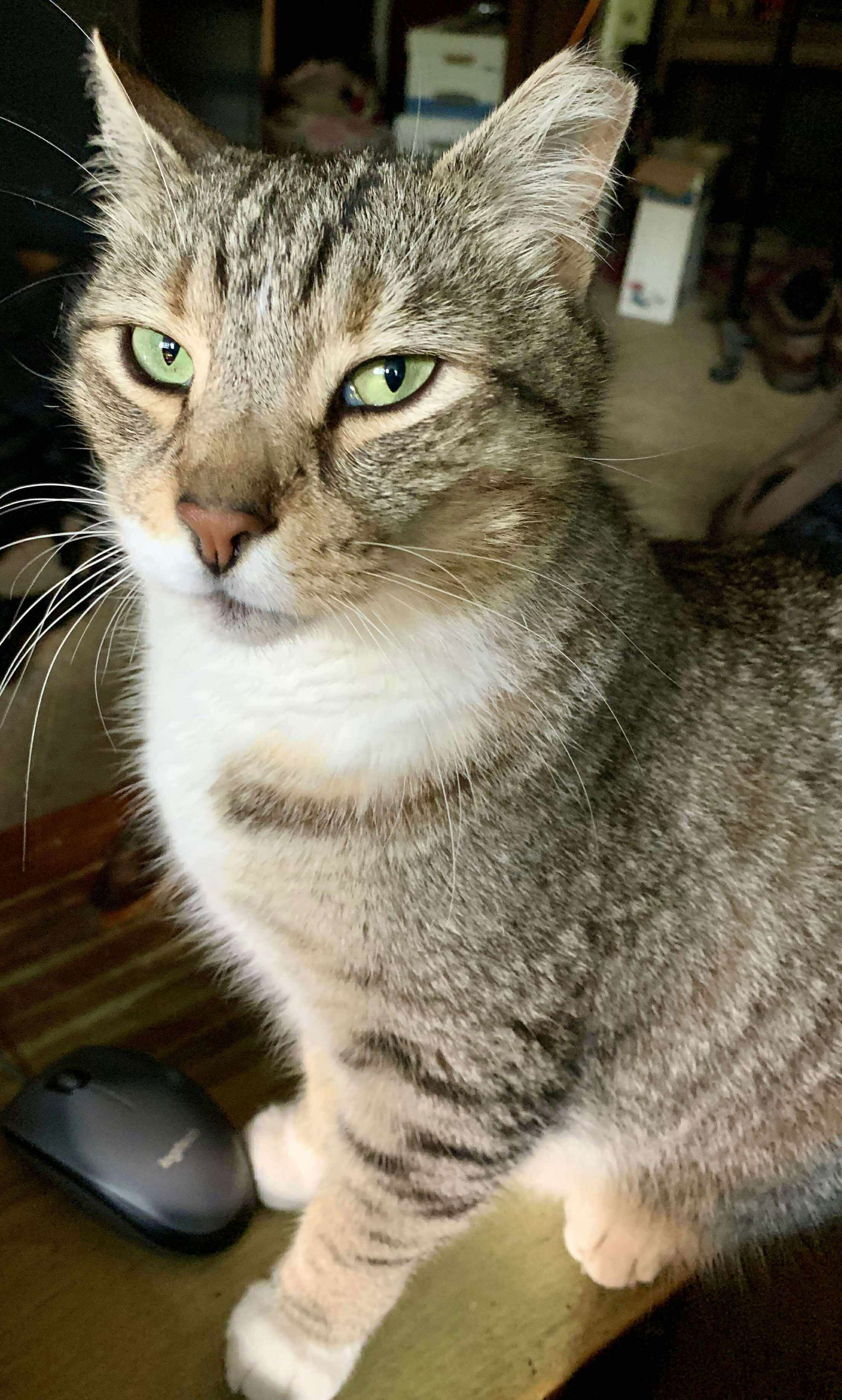 Dewey Boy