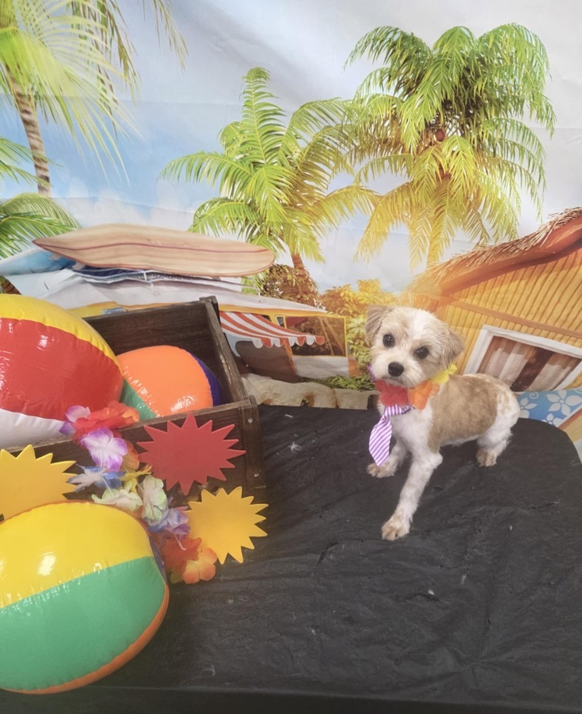 Maltese/shih tzu- Freedom