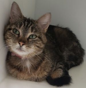 Barbie, Adult Female Domestic Short Hair