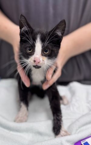 Palooka, Baby Male Domestic Short Hair