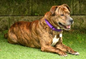 Weasel, Adult Male Pit Bull Terrier