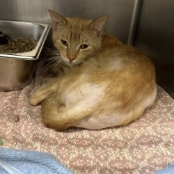 Garfield