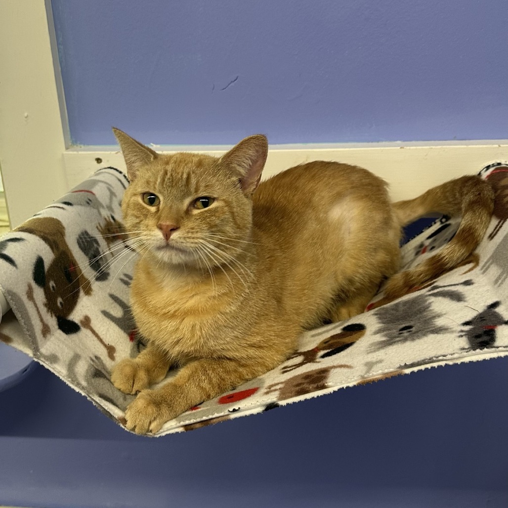 Garfield