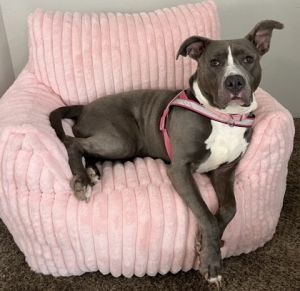 Unca, Adult Female Mixed Breed