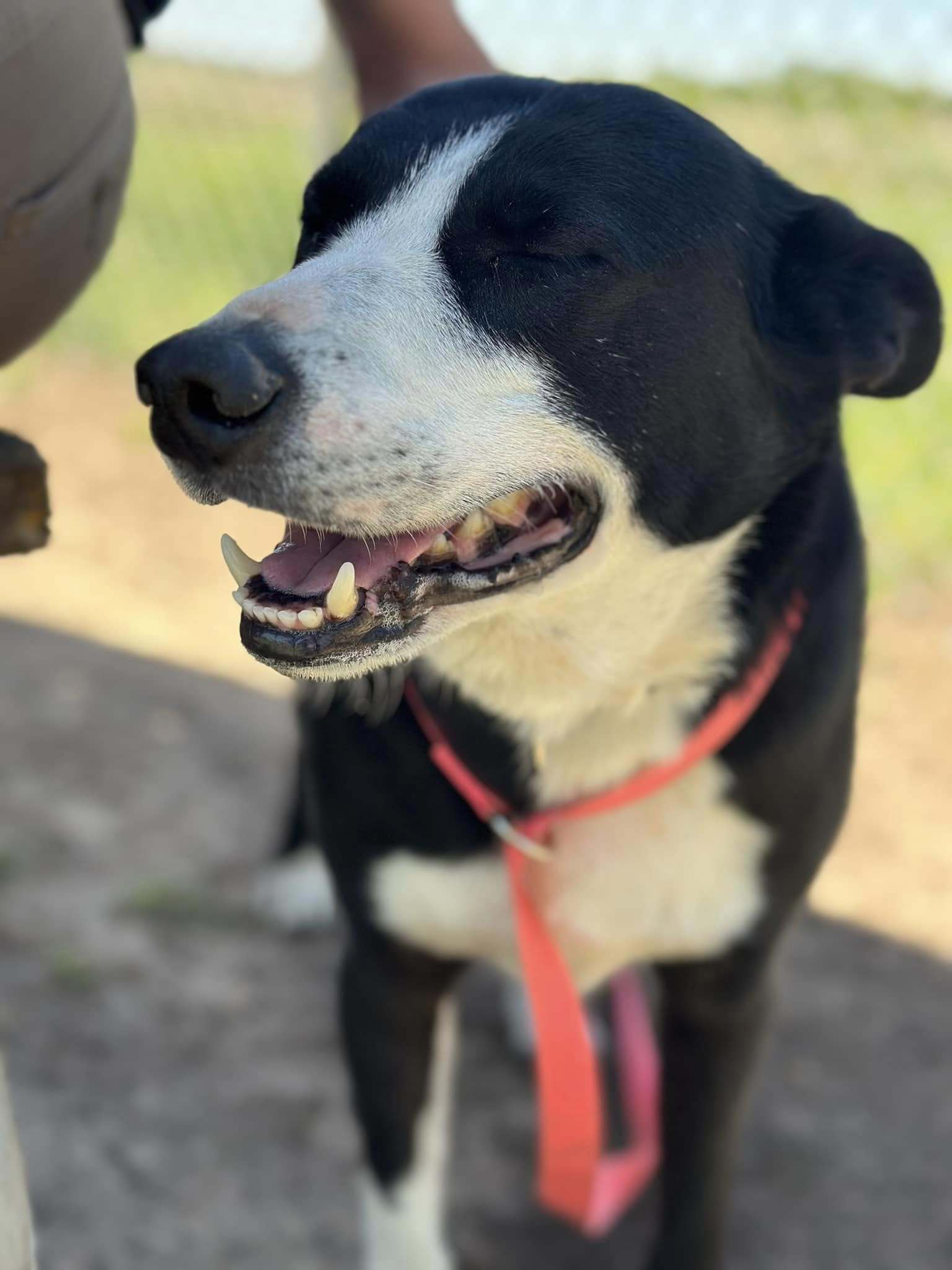 Bandit