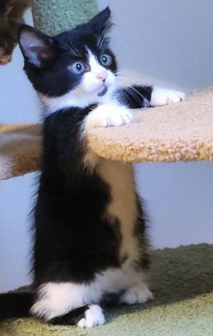 Felipe, Young Male Domestic Short Hair