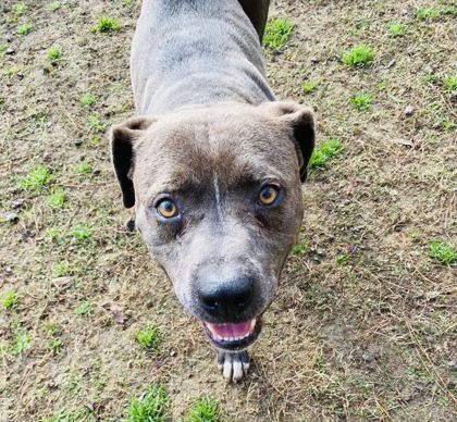 Carter (HW+ Treatment Sponsored)