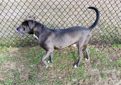 Carter (HW+ Treatment Sponsored)