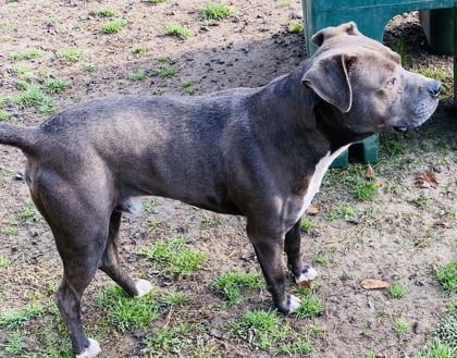 Carter (HW+ Treatment Sponsored)