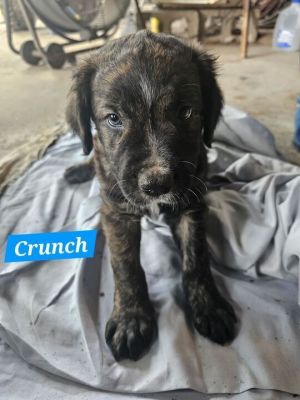 Crunch Mixed Breed Dog