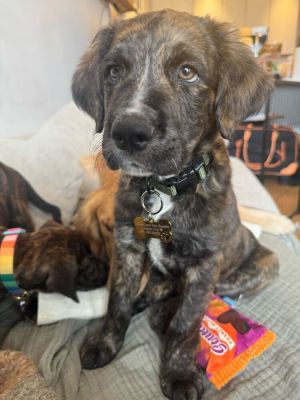 Meet Crunch Crunch is one of a kind He is a fluffy little teddy bear and quite chill for a