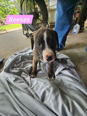 Reeses Mixed Breed Dog