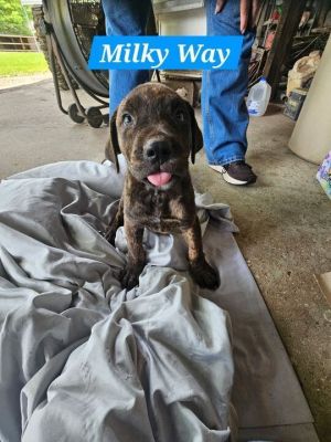 Milky Way Mixed Breed Dog
