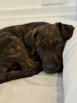 Meet Milky Way This boys heart is as big as the galaxy and as sweet as his candy bar namesake