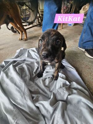 Kit Kat Mixed Breed Dog