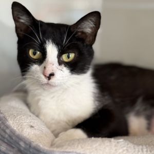 Vroom Vroom, Adult Female Domestic Short Hair
