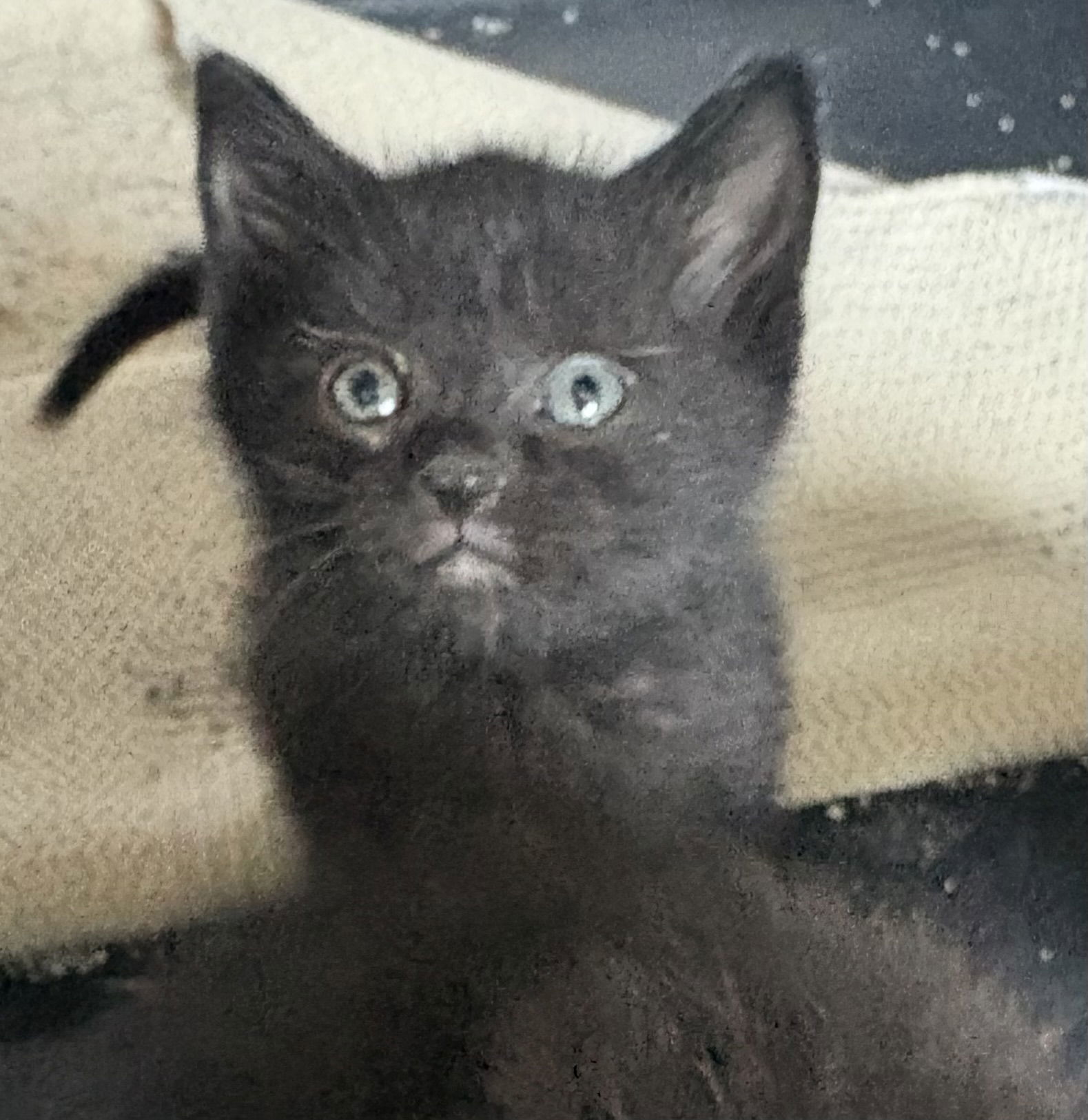 Jack