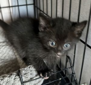 Jane, Baby Female Domestic Short Hair