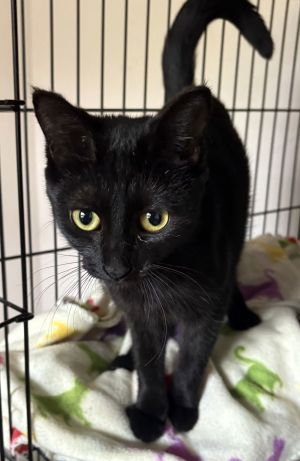 Gidget, Young Female Domestic Short Hair