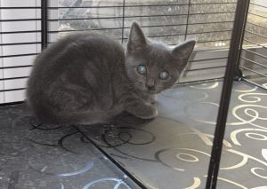 Julie (th), Baby Female Domestic Short Hair