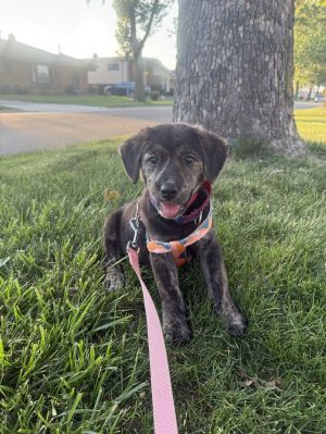 Olly (Purple 25), Baby Male Golden Retriever