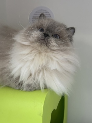 Alice, an adoptable Himalayan in Gwinn, MI, 49841 | Photo Image 1