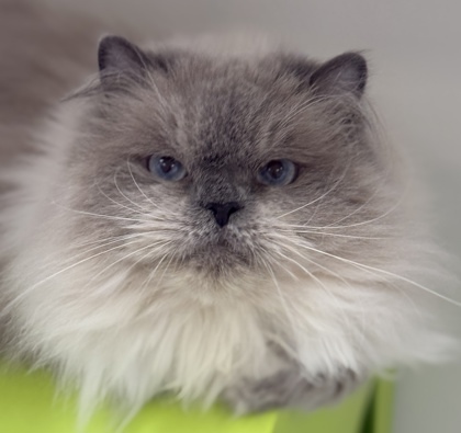 Alice, an adoptable Himalayan in Gwinn, MI, 49841 | Photo Image 2