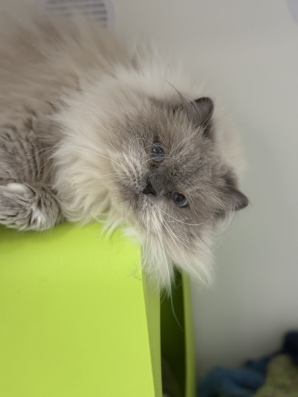 Alice, an adoptable Himalayan in Gwinn, MI, 49841 | Photo Image 3