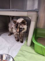 Primrose, an adoptable Domestic Medium Hair, Domestic Short Hair in Gwinn, MI, 49841 | Photo Image 1