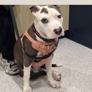 Tommy Lee, Adult Male American Staffordshire Terrier