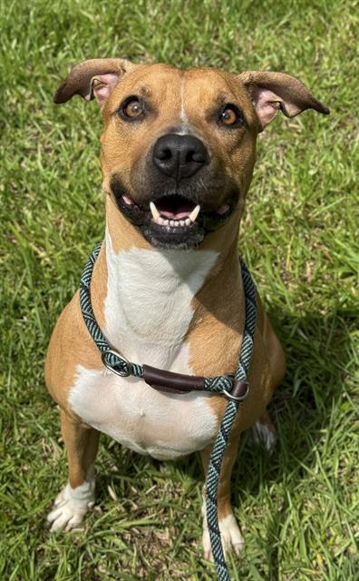 LOLLY, an adoptable Vizsla, Mixed Breed in Fort Lauderdale, FL, 33312 | Photo Image 1