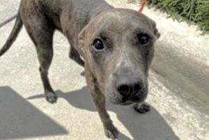 A639370, Young Male Pit Bull Terrier