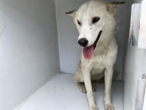 A639365, Young Female Husky