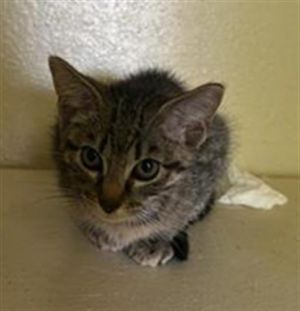 A639333, Baby Male Domestic Short Hair