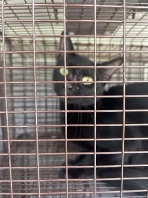 A639100, Young Female Domestic Short Hair