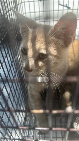 A639361, Baby Male Domestic Short Hair