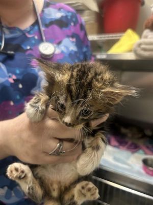GOLLUM, Baby Male Domestic Short Hair