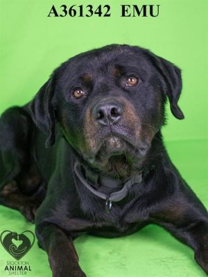 EMU, Young Male Rottweiler