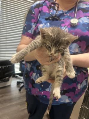 SAURON, Baby Male Domestic Short Hair
